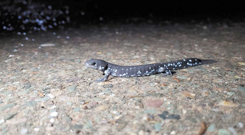 Safe salamander crossing | News, Sports, Jobs - Vimarsana News